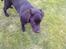 Labrador retriever Coco