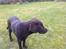 Labrador retriever Coco