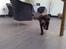 Labrador retriever Coco - Hejsa