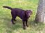 Labrador retriever Coco - Hvad er der Jose
