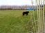 Labrador retriever Coco - Jeg smutter