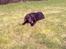 Labrador retriever Coco - Det her smager godt :)