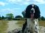 Engelsk springer spaniel Marlo - Det er svært at se, men han sidder faktisk på en bunke jord, der står på en gammel byggeplads :D