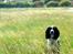 Engelsk springer spaniel Marlo - Super smuk sommer hund!