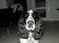 Engelsk springer spaniel Marlo - For de her solbriller mig til at se tyk ud??!!