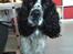 Engelsk springer spaniel Marlo - Skal vi ikk gå en tur mor??