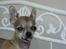 Chihuahua Chicka