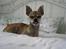 Chihuahua Chicka