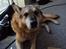 Schæferhund Mulle R.I.P