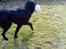 Blanding af racer *Balou*-Louise