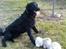 Blanding af racer *Balou*-Louise