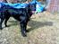 Blanding af racer *Balou*-Louise