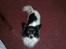 Blanding af racer Keld chihuahua/papillon - keld hos farmor