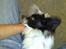 Blanding af racer Keld chihuahua/papillon - Keld bliver nusse af far