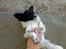 Blanding af racer Keld chihuahua/papillon - Elsker at blive nusse