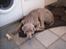 Weimaraner Bundy - Jeg fortjener det ikke... Men jeg har nub også spist det hele! :D