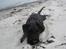Riesenschnauzer Doolittle Kiwi - Søde søde Kiwi, vi leger ved Rygård strand d. 28 - 4 / 2009.