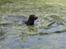 Labrador retriever Madumbjergs Magic Mas.... - Bossie "odder "