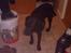 Labrador retriever Balder
