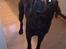 Labrador retriever Balder