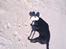 Labrador retriever Balder