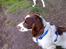Engelsk springer spaniel gunner