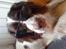 Engelsk springer spaniel gunner