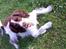 Engelsk springer spaniel gunner