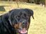 Rottweiler Bobo 