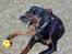 Rottweiler Bobo 