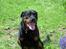Rottweiler Bobo 