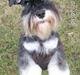 Dvaergschnauzer Eragon