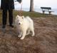 Samojedhund Bailey