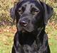 Labrador retriever Balou