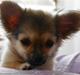Chihuahua Bette My