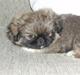 Pekingeser Toby