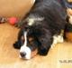 Berner sennenhund Anton