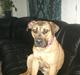 Boerboel anasha Laika