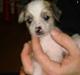 Chinese crested hårløs Gizmo
