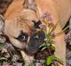 Fransk bulldog "ACE IN THE HOLE" ATHOS