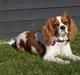 Cavalier king charles spaniel Frølundens Miss Perle.