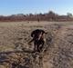 Labrador retriever bonnie (formel 1) Rip:(