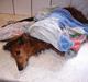 Gravhund Pongo R.I.P.