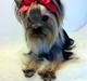 Yorkshire terrier Chili