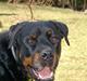 Rottweiler Bobo 
