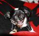 Chihuahua silke
