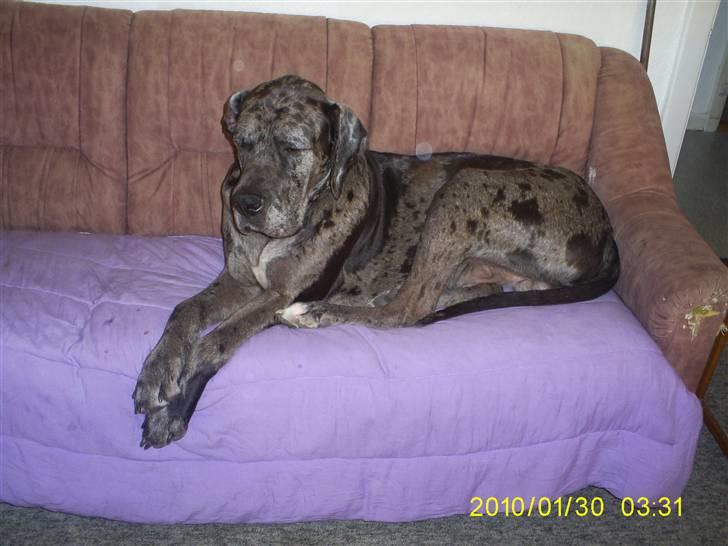 Grand danois Malthe billede 18