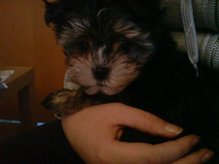 Blanding af racer Chika - Her sidder jeg med min mor. Er jeg ikke fin :) billede 1