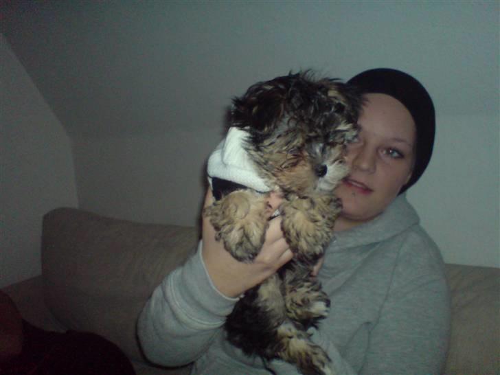 Blanding af racer Chika - Sidder sammen med Amanda. Jeg har lige fået striktrøje på. Uha, af med den igen :) billede 2