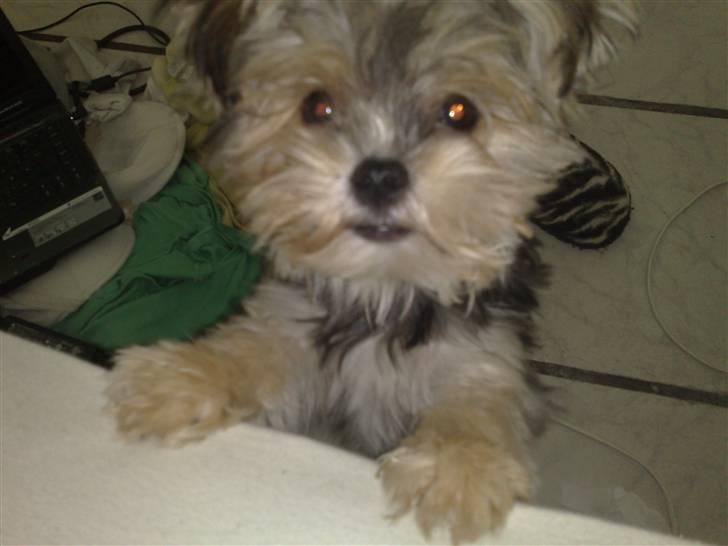 Blanding af racer Chika - Se mig mor, er jeg ikke fin :) billede 3